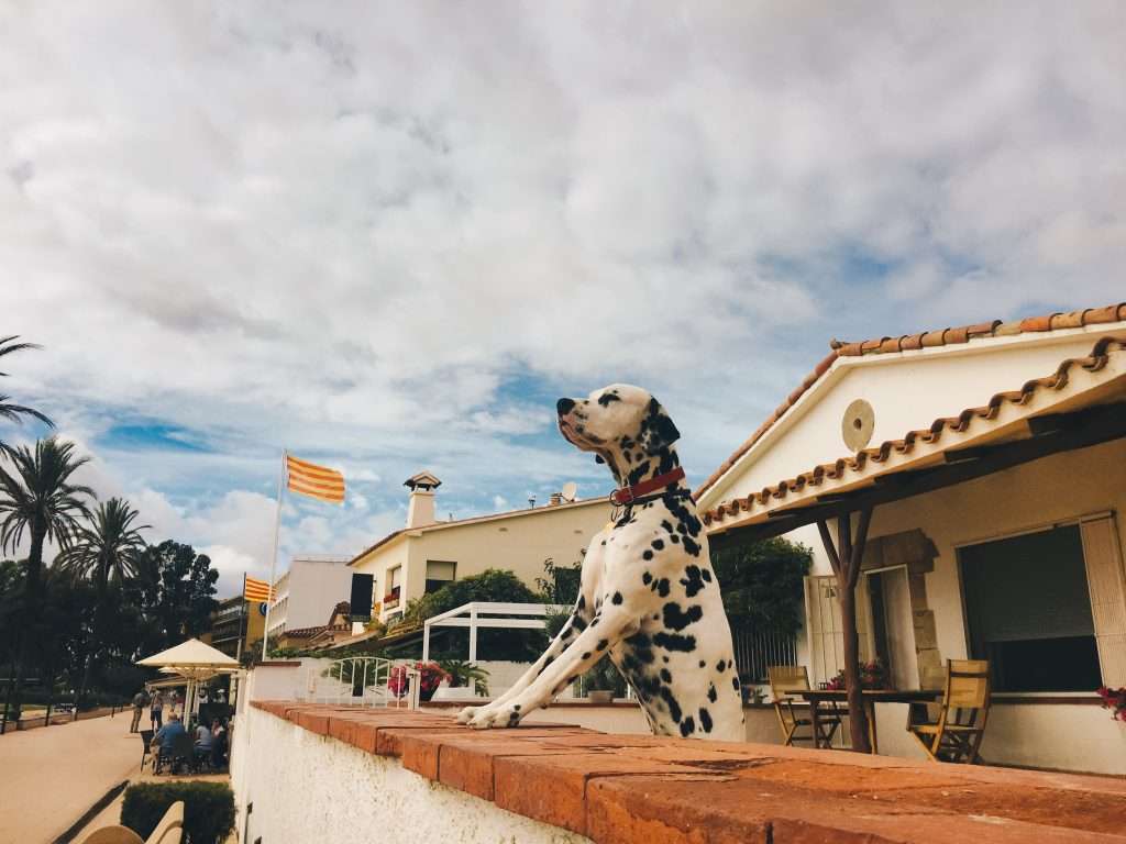 A Dalmatian with a red collar stands proudly on a brick wall, overlooking a patio surrounded by palm trees and distant buildings, possibly part of Section 8 housing. A flag waves gently in the breeze under the cloudy sky.